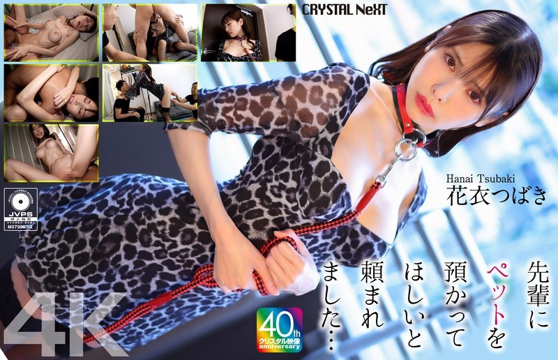 CRNX-254 【4K】선배에게 애완동물을 맡겨달라고 부탁했습니다… 화의 츠바키 - 꽃의 츠바키